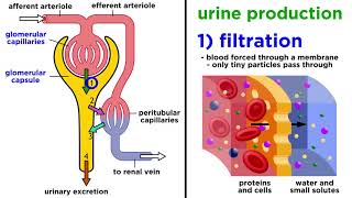 The Urinary System [upl. by Enitselec142]