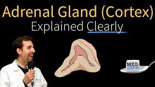 Adrenal Gland Adrenal Cortex Explained Clearly [upl. by Yelrebma]