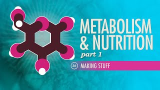 Metabolism amp Nutrition Part 1 Crash Course Anatomy amp Physiology 36 [upl. by Novyert]