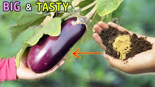 10 TRICKS TO GROW LOTS OF EGGPLANT  GROWING BRINJAL IN POTS [upl. by Crosse]