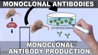 Monoclonal Antibodies and its Production [upl. by Ettennal]