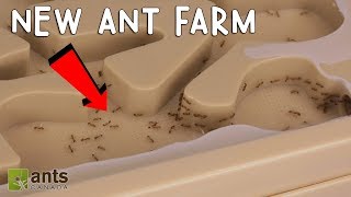 My Fire Ants New Ant Farm [upl. by Brainard]