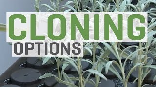 Cloning Plants—You Have Options [upl. by Whiting]