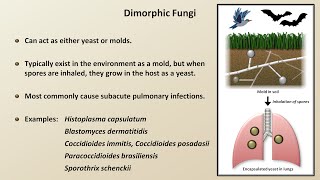 Classification and Structure of Fungi Fungal Infections  Lesson 1 [upl. by Noble156]