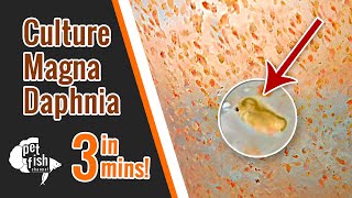 How to culture DAPHNIA MAGNA  The easy way [upl. by Yebloc]