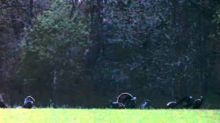 Sunrise with eastern wild turkeys [upl. by Adelina]