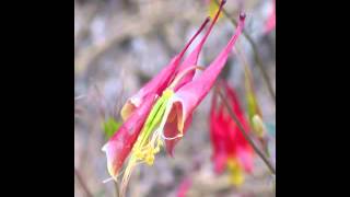 Plant portrait  Columbine Aquilegia canadensis [upl. by Nilahs]