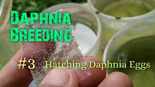 Daphnia Culture made simple and easy 3  Hatching Daphnia eggs [upl. by Rehctaht629]