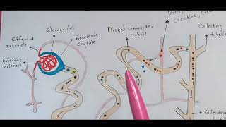 Nephron  Structure and function  Excretion  Bio science [upl. by Eilsel355]