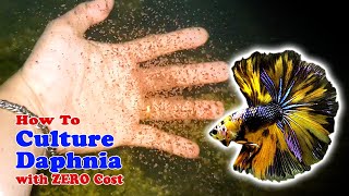 How to Culture Daphnia with ZERO Cost  Unlimited Live Food For Our Fish [upl. by Yoo]