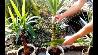 How to grow Yucca plants from cuttings [upl. by Niklaus]