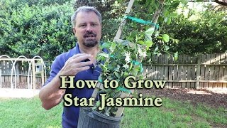 How to grow Star Jasmine Confederate Jasmine with a detailed description [upl. by Ellennej582]