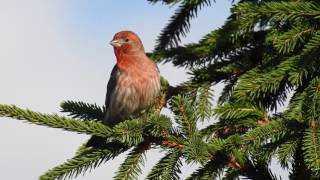 House finch singing [upl. by Erleena550]