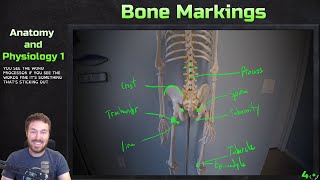 Major Bone Markings  Anatomy and Physiology 1 [upl. by Felic]