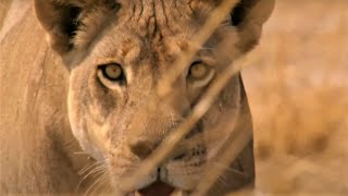 Best Wild Animal Chases Part 2  BBC Earth [upl. by Pasahow]