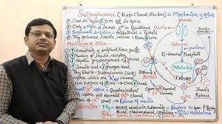 Diabetes Mellitus Part10 Mechanism of Action of Sulfonylurease  Antidiabetic Drugs  Diabetes [upl. by Rossing]