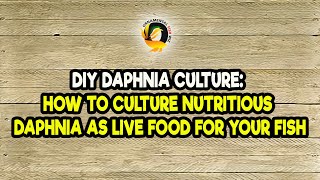 DIY Daphnia Culture How to Culture Nutritious Daphnia as Live Food for Your Fish [upl. by Eiramanel515]