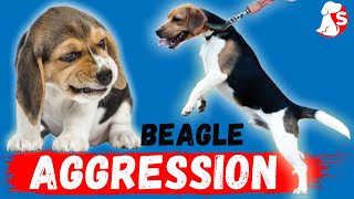 Beagle Expert Unveils Secrets to Aggression Issues [upl. by Miran10]