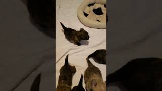 Cairn Terrier Puppies 5 weeks [upl. by Eedyak]