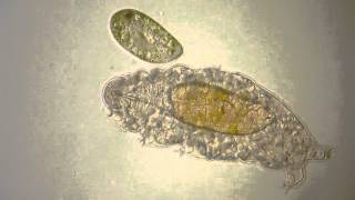 Water bear Tardigrade meets Paramecium [upl. by Eceinehs]