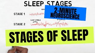 2Minute Neuroscience Stages of Sleep [upl. by Kalfas974]