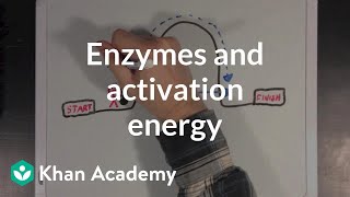 Enzymes and activation energy  Biomolecules  MCAT  Khan Academy [upl. by Hannah]