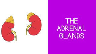 55 Endocrine The Adrenal Glands [upl. by Drucy907]