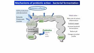 Prebiotics What they are and how to eat more [upl. by Naaitsirhc561]