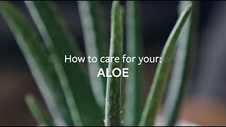 How to care for your Aloe  Grow at Home  RHS [upl. by Enajaras437]