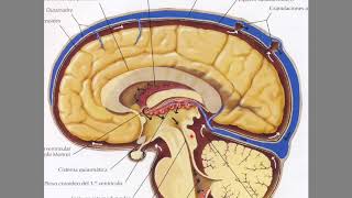 Líquido cefalorraquídeo LCR y su circulación [upl. by Yelrahs8]
