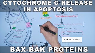 Mechanism of Cytochrome C Release from Mitochondria [upl. by Wivestad]