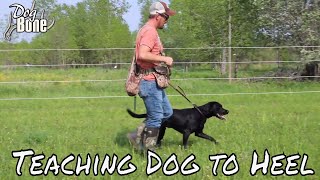 Teaching a Dog to Heel Stop Pulling on Lead [upl. by Leiru]