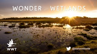 What are wetlands  WWT [upl. by Kcaj]