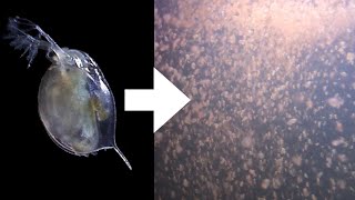 How I Culture Daphnia [upl. by Coussoule]