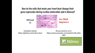 RNAseq Data normalization and clustering in R beginners [upl. by Rehptsirhc]