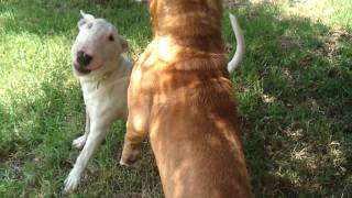 Bull terrier vs Pitbull [upl. by Yenruogis]