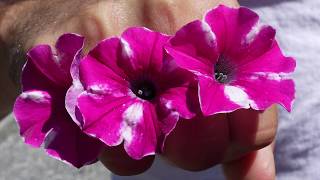 Dig Deep SUPERTUNIA RASPBERRY RUSH Petunia [upl. by Idona134]