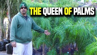 Queen Palms 101 Syagrus Romanzoffiana  Earth Works Jax [upl. by Las]