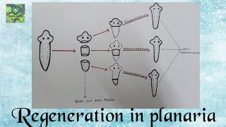 Regeneration in planaria  Class 10 Science [upl. by Brahear]