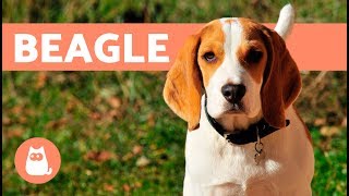 Beagle Dogs – History characteristics and training [upl. by Cumine]