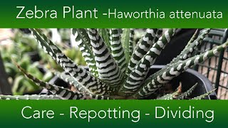 How to Grow The Zebra Plant Succulent  Haworthia attenuata Varieties and Propagation [upl. by Irpac21]