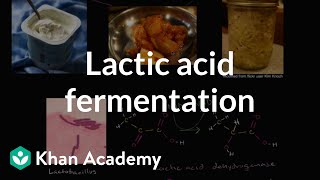 Lactic acid fermentation  Cellular respiration  Biology  Khan Academy [upl. by Notsuj]