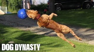 quotSuperquot Pit Bull Training The Ultimate Protection Dog  DOG DYNASTY [upl. by Wilton]