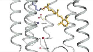 Bacteriorhodopsin [upl. by Ky]