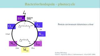 Intro 12 Bacteriorhodopsin [upl. by Eifos]