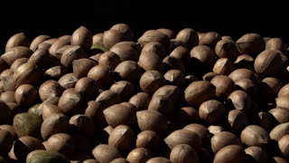 Harvesting and Storing Pecans [upl. by Corny]