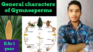 Life Cycle and general characters of Gymnosperm [upl. by Dacy628]