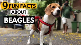 9 Facts About Beagles you didnt know [upl. by Nani185]