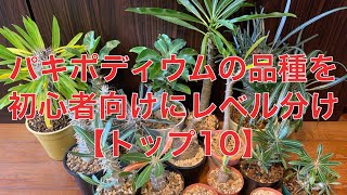 【パキポディウム】初心者向けトップ10発表！ [upl. by Adlar]