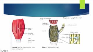 Alevel PE  Proprioceptive Neuromuscular Facilitation  Anatomy amp Physiology [upl. by Nye]